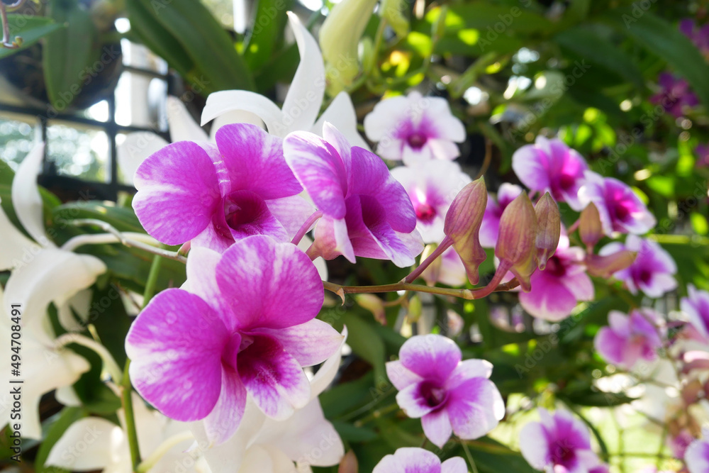 SERDANG, MALAYSIA -DECEMBER 05, 2021: Colorful tropical and exotic orchids flower in plants nursery. Some of them have made flower arrangements. Grows lush and flowers beautifully