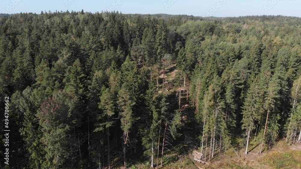 Lot of logs of chopped trees lie among the green coniferous and deciduous forest, aerial view. Felling, cutting and thinning of the forest, plant protection from parasitic insects and bark beetles. Lot of logs of chopped trees lie among the green coniferous and deciduous forest, aerial view. Felling, cutting and thinning of the forest, plant protection from parasitic insects and bark beetles.