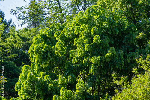 Linden Tilia caucasica in Adler arboretum "Southern Cultures". Huge crown of tree with bright green leaves against blue sky. Selective focus. Nature concept for design. Sirius (Adler) Sochi.