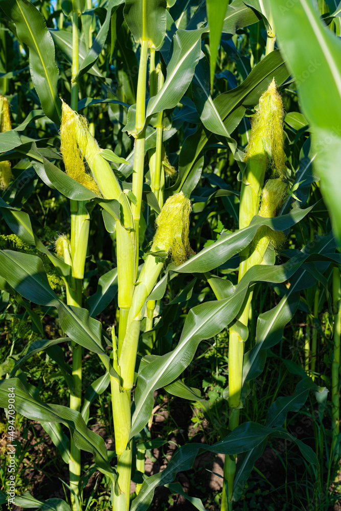 Fototapeta premium green field of corn growing in the field on a sunny day
