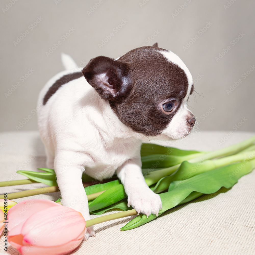 A small, spotty Chihuahua puppy looks away, with tulips nearby. A small, spotty Chihuahua puppy looks away, with tulips nearby.