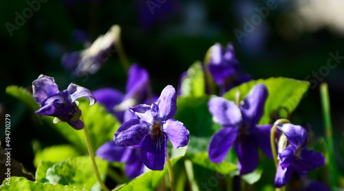 purple iris flower