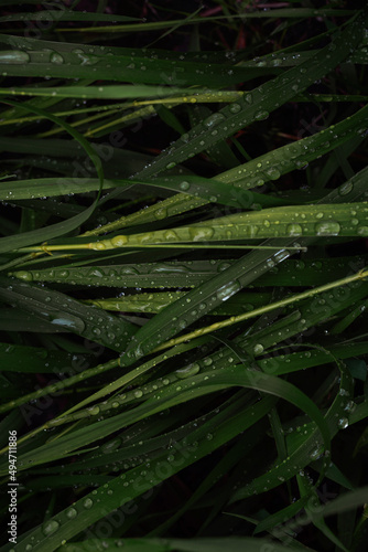 Green grass with raindrops background. Top view.
