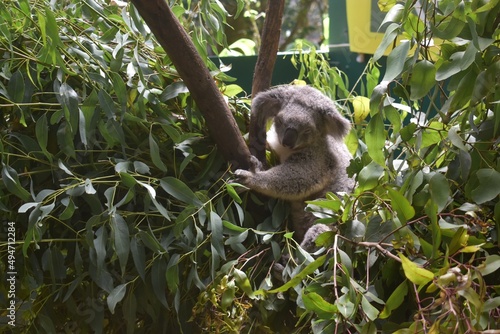 Canvas Print koala on tree