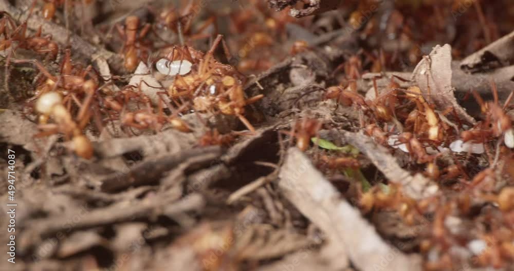 Army ants climbing over each other carrying small larvas on Amazon floor - full Army ants climbing over each other carrying small larvas on Amazon floor - full