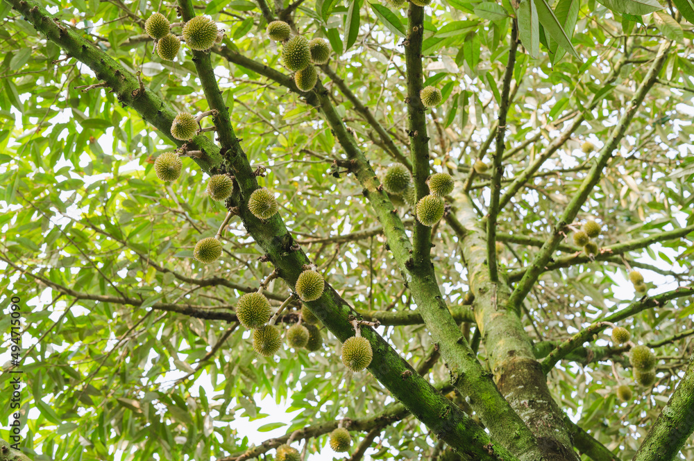 Fototapeta premium Fresh small durian on tree in Chanthaburi, Thailand, king of fruit in Thai, product quality for export, small durians waiting to be planted until they are ready to be harvested, bottom view