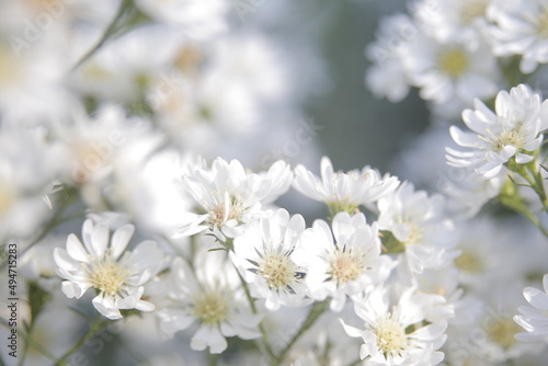 white cherry blossom