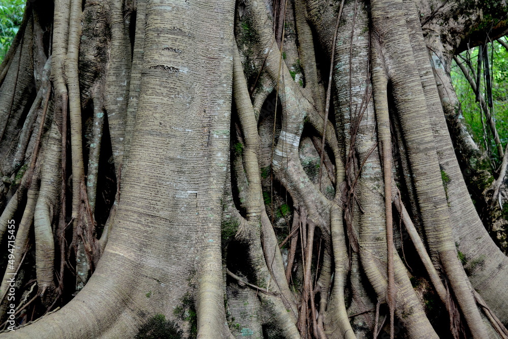 Banyan tree with big roots in the forest Banyan tree with big roots in the forest