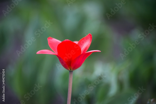 Closeup of red tulip in a public garden