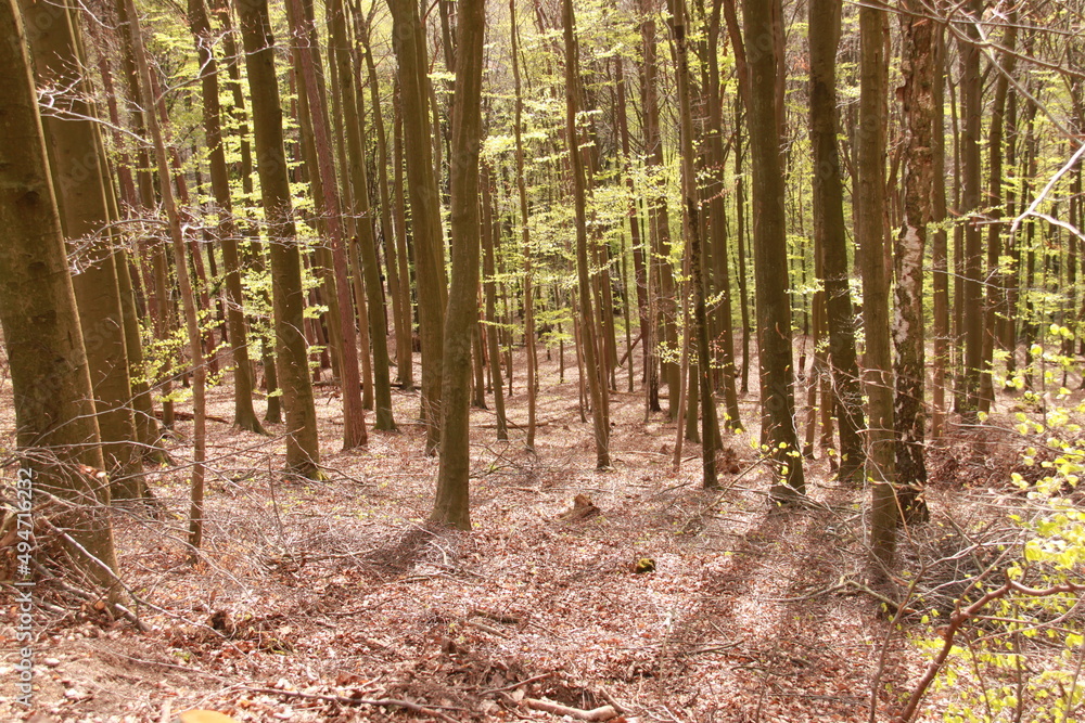 Tree trunks in German forest Spessart on a sunny day Tree trunks in German forest Spessart on a sunny day