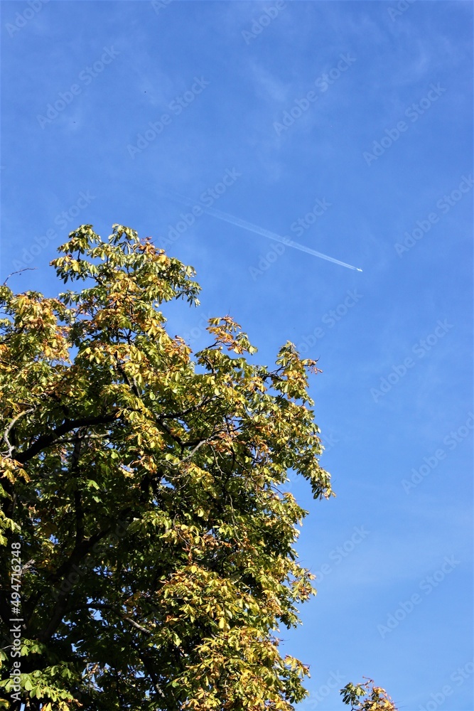 the tree tops with yellow and green leaves in autumn against the blue sky with airplane the tree tops with yellow and green leaves in autumn against the blue sky with airplane