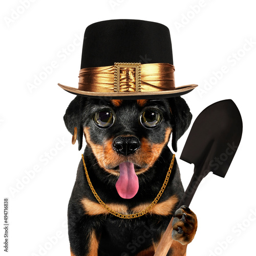 Cute cool dog puppy gravedigger or pet doggy undertaker with spade funny conceptual image photo