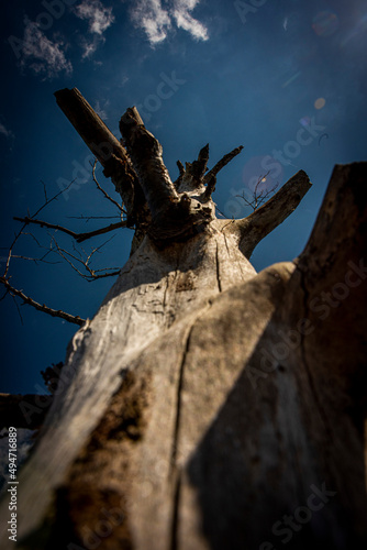 dead tree reaching up to the sky © Anthony