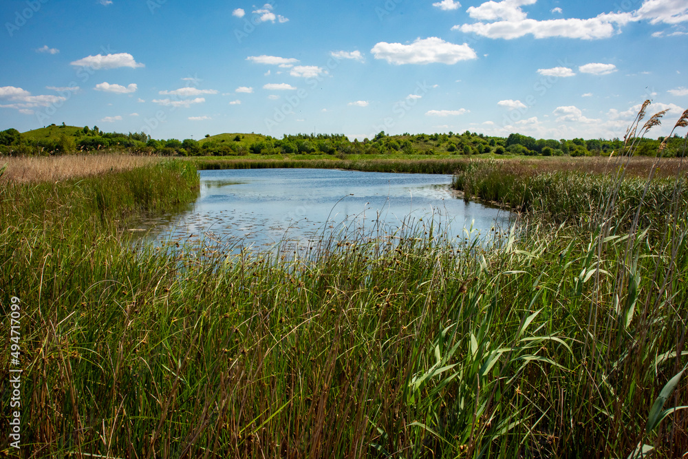 lake surrounded by growth. clear sunny day lake surrounded by growth. clear sunny day