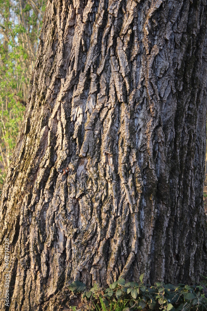 Fototapeta premium Baumrinde in Nahaufnahme. Der Frühling steckt in den Kinderschuhen und die Äste sprießen. Die Rinde des Baumes ist roh und wirkt abstrakt. Die Blätter beginnen sich zu öffnen und werden grün. Laubbaum