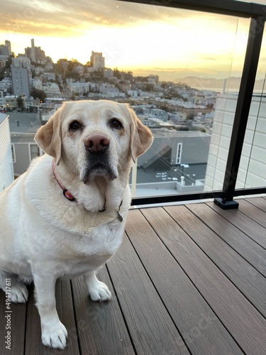 Canvas Print Labrador Retriever on a deck in San Francisco with the city view in the background at sunset