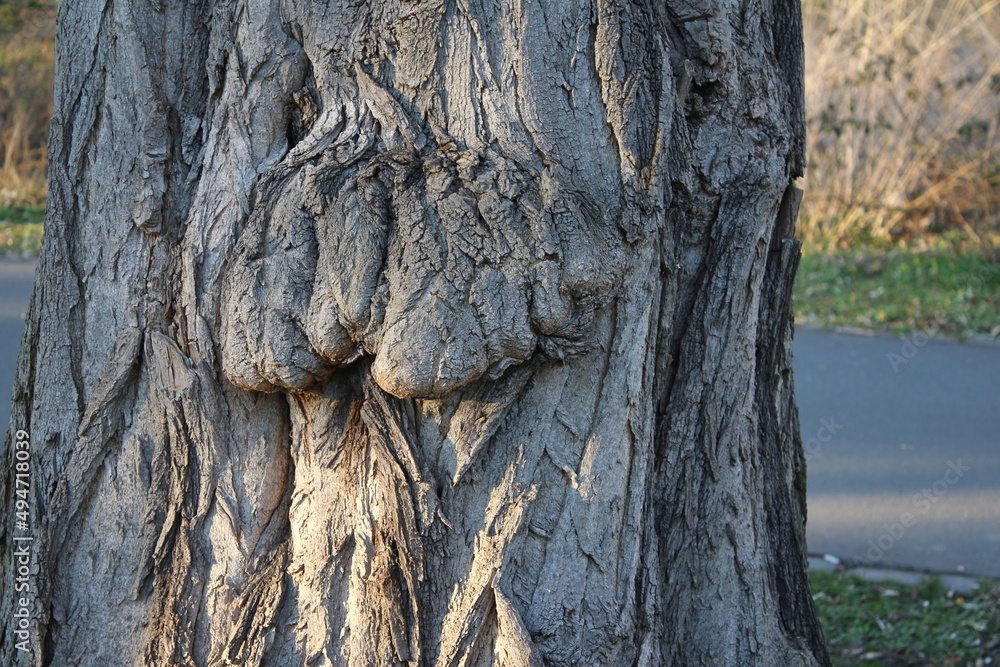 Abstraktion der Baumrinde. Die Rinde ist in Nahaufnahme. Die Struktur der Rinde des Baumes. Struktur der Baumrinde. Natürliche Abstraktion. Erstaunlich von der Natur. Baum abstrakt. Frühling. Abstrakt Abstraktion der Baumrinde. Die Rinde ist in Nahaufnahme. Die Struktur der Rinde des Baumes. Struktur der Baumrinde. Natürliche Abstraktion. Erstaunlich von der Natur. Baum abstrakt. Frühling. Abstrakt