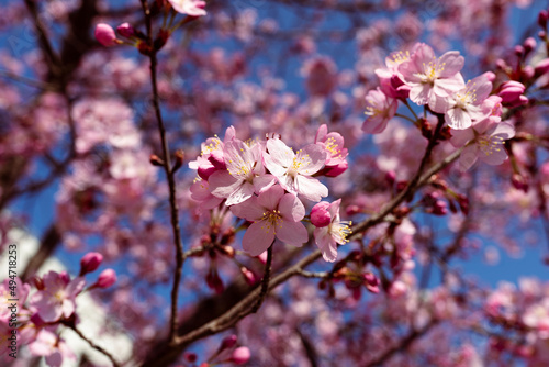 Japanische Kirschblüte Baum Zweige Blüten Frühling