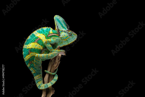 rainbow Veiled Chameleon isolated on black background