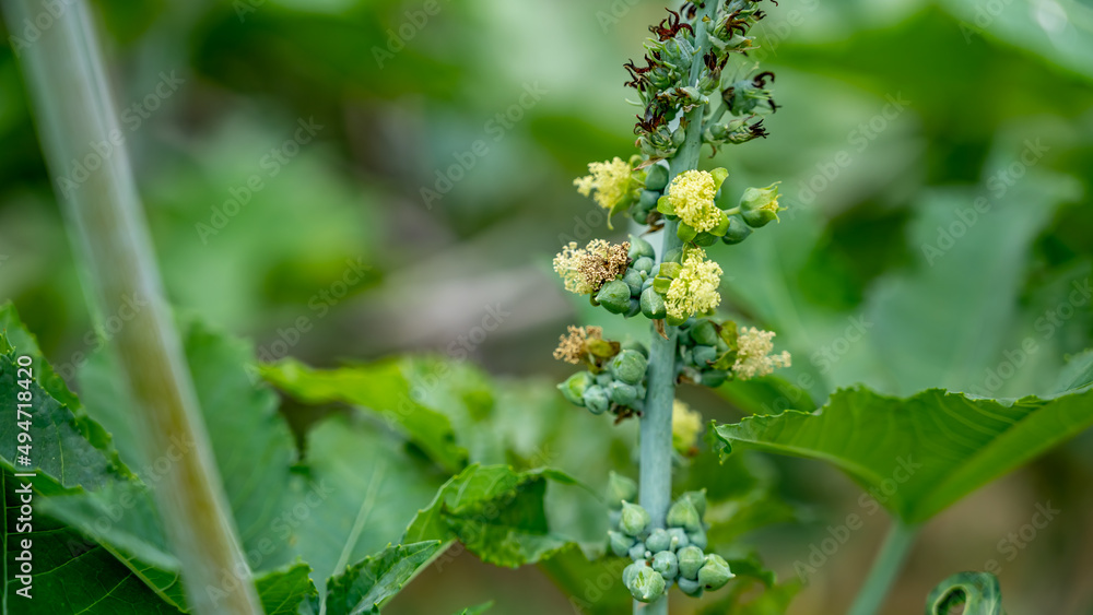 Ricinus communis (amanakku), the castor bean or castor oil plant, is a species of perennial flowering plant in the spurge family, Euphorbiaceae. Ricinus communis (amanakku), the castor bean or castor oil plant, is a species of perennial flowering plant in the spurge family, Euphorbiaceae.