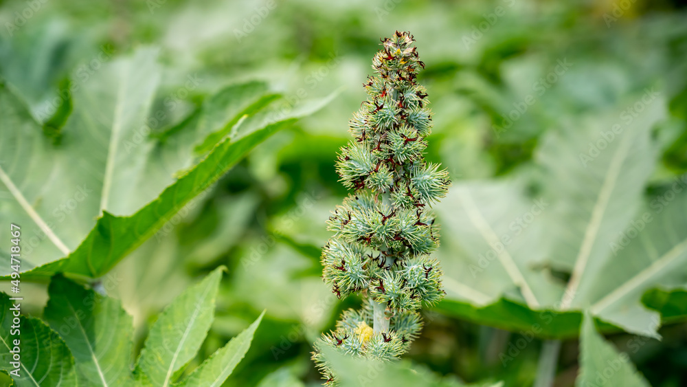 Ricinus communis (amanakku), the castor bean or castor oil plant, is a species of perennial flowering plant in the spurge family, Euphorbiaceae. Ricinus communis (amanakku), the castor bean or castor oil plant, is a species of perennial flowering plant in the spurge family, Euphorbiaceae.