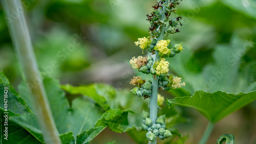 Ricinus communis (amanakku), the castor bean or castor oil plant, is a species of perennial flowering plant in the spurge family, Euphorbiaceae.