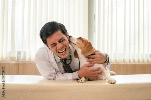 Male veterinarian examining a beagle dog breed on vet table at clinic