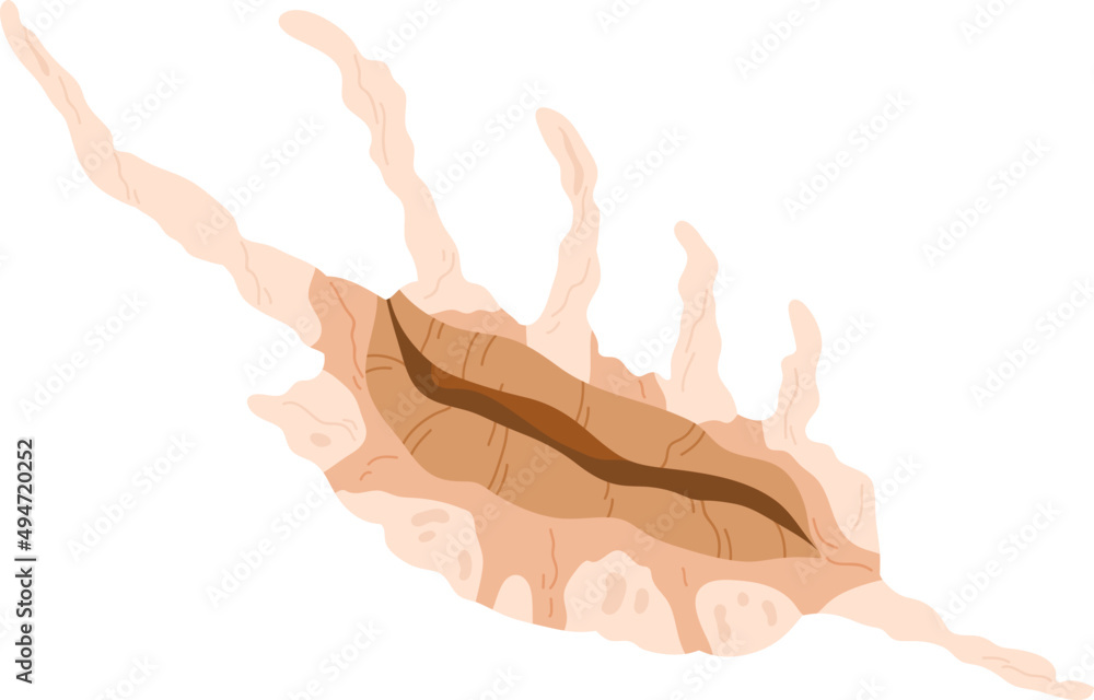Mollusc Seashell Colored Illustration Mollusc Seashell Colored Illustration