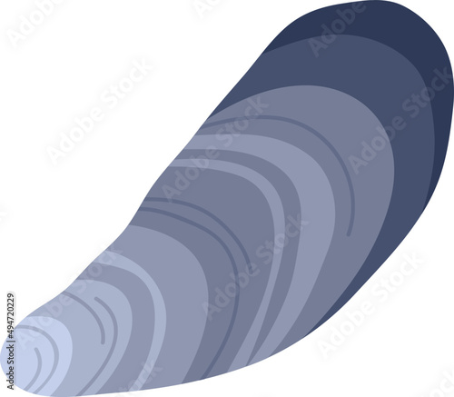 Marine Mollusc Seashell Colored Illustration