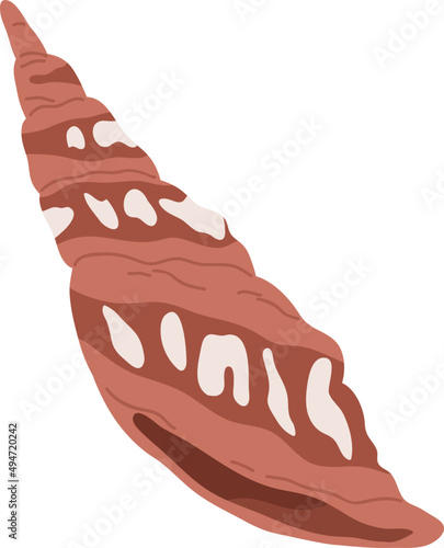 Mollusc Shell Colored Illustration