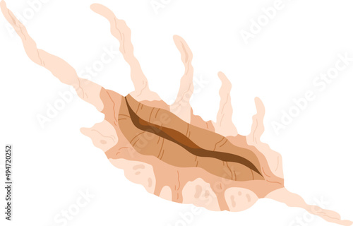 Mollusc Seashell Colored Illustration