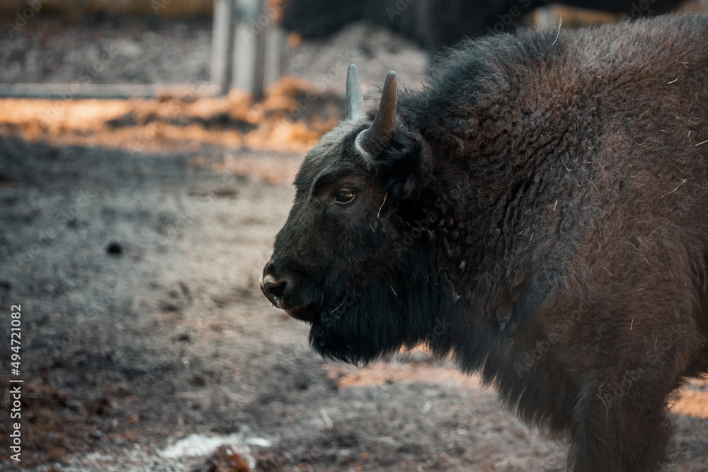 Huge mammal the European Bison in an aviary. Wild animals scenery Huge mammal the European Bison in an aviary. Wild animals scenery