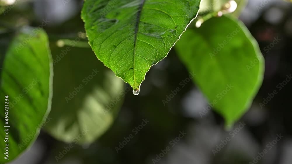 HD beautiful water drop on citrus leaf HD beautiful water drop on citrus leaf