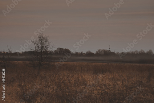 Evening fog in the fields. Twilight in spring with dry grass field and lone tree