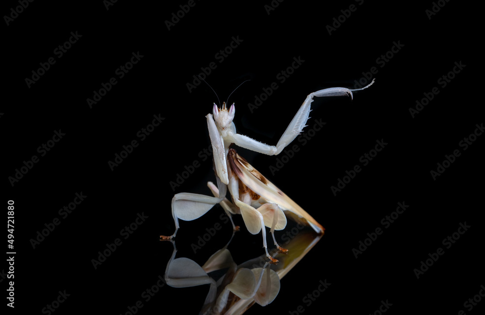 Naklejka premium Orchid Praying Mantis