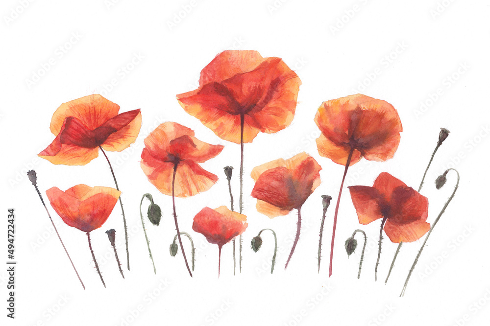 A composition of red poppies on a white background. Red poppies in watercolor.