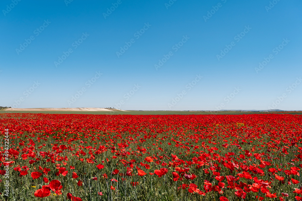 Red poppies field Red poppies field