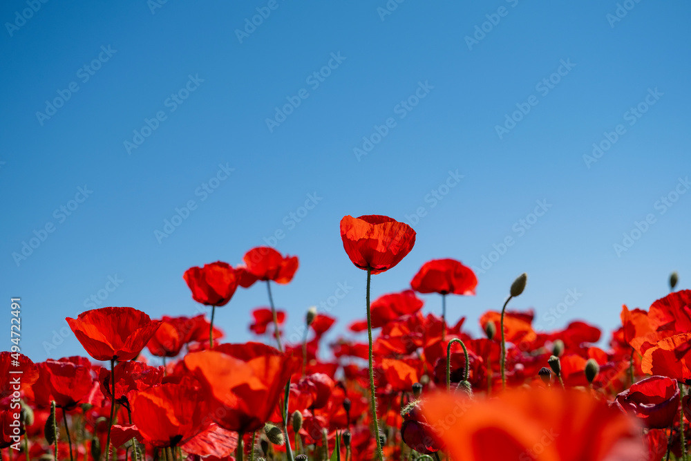 Obraz premium Red poppies