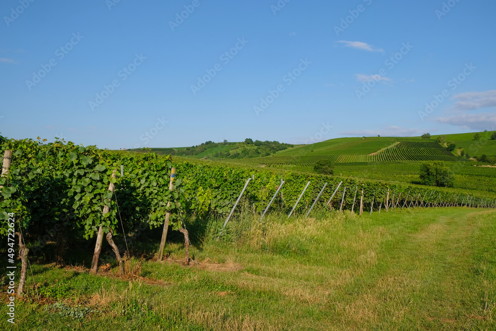 Vineyards on a sunny summer morning. Bodenheim, Rhineland Palatinate, Germany. 