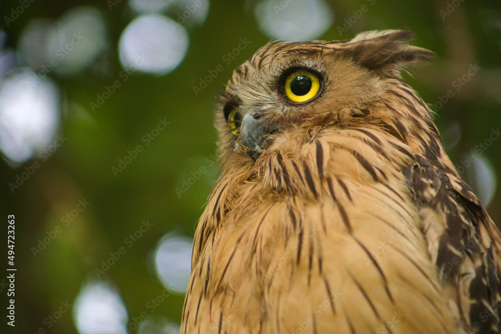 Obraz premium Buffy Fish Owl