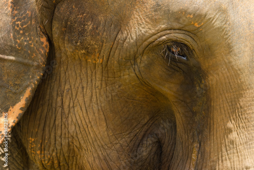 Closeup of adult Indian elephant eye photo