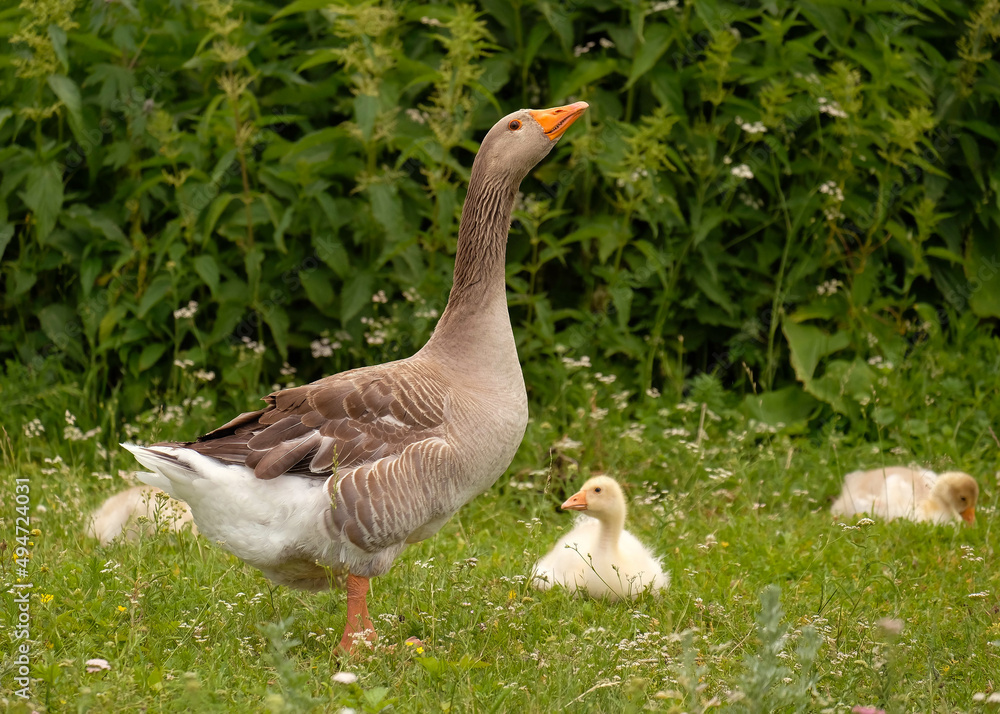Geese graze on the grass. Daddy goose, goslings lie in the background Geese graze on the grass. Daddy goose, goslings lie in the background