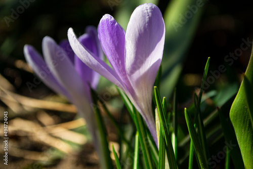 purple crocus flower