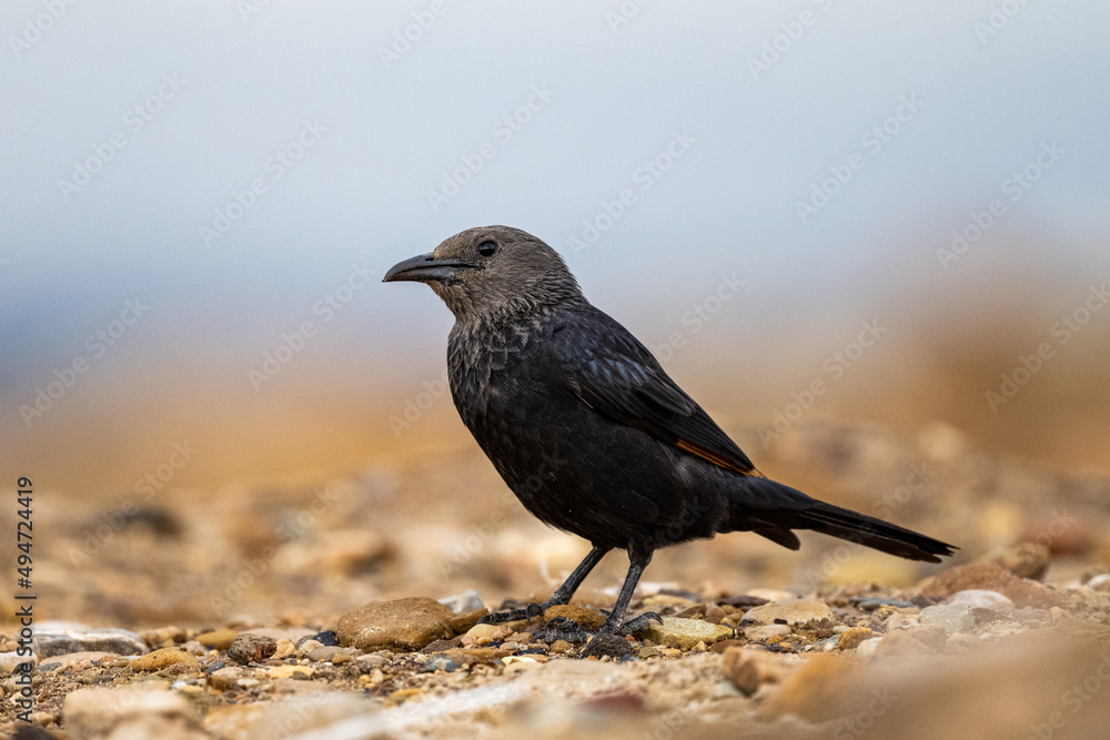 Tristram's starling (Onychognathus tristramii), Jordan. Tristram's starling (Onychognathus tristramii), Jordan.