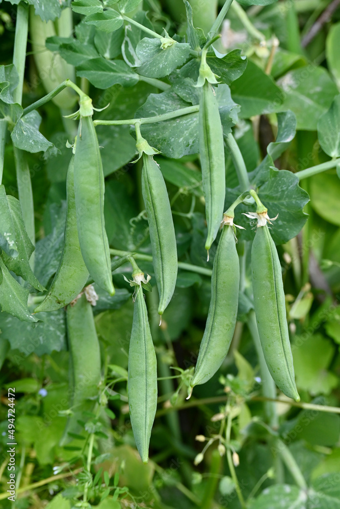 closeup the bunch ripe green peas with pods and plant growing in the farm over out of focus green brown background. closeup the bunch ripe green peas with pods and plant growing in the farm over out of focus green brown background.