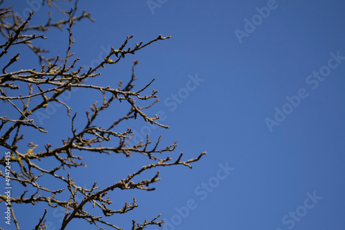 branches against blue sky