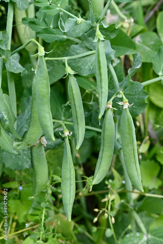 closeup the bunch ripe green peas with pods and plant growing in the farm over out of focus green brown background.