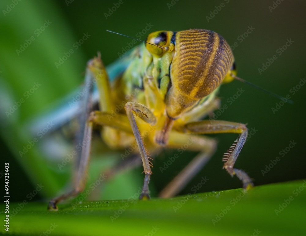 Fototapeta premium bug on a leaf