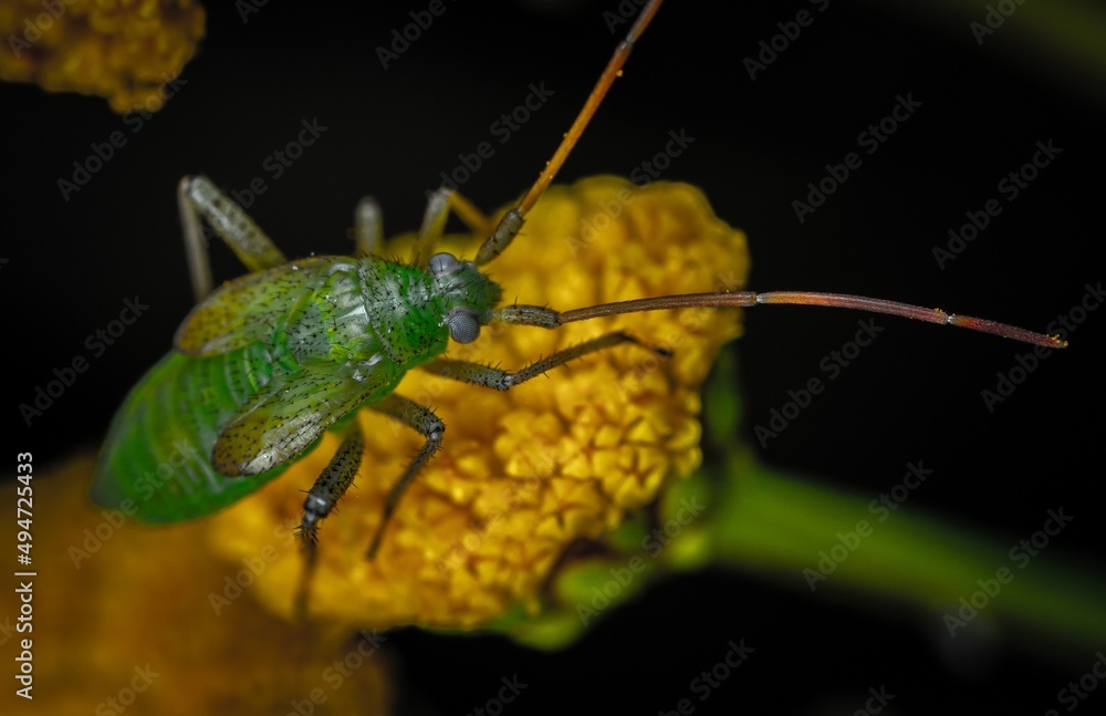 Naklejka premium bug on a leaf