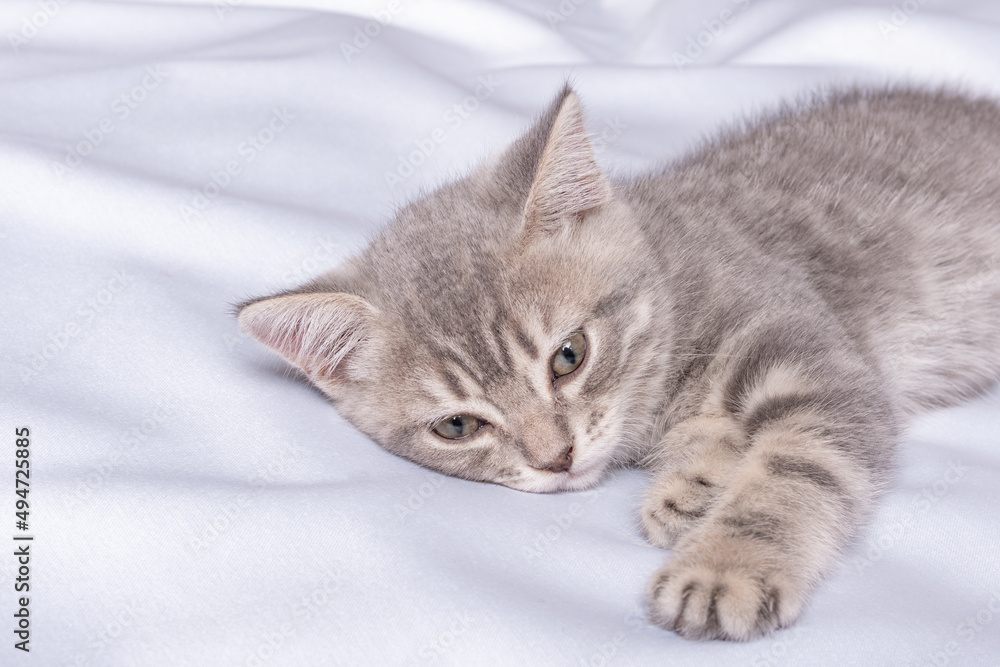 A gray striped little kitten lies on a white blanket. The kitten is resting after playing. Portrait of beautiful gray tabby cat. Cute kittens